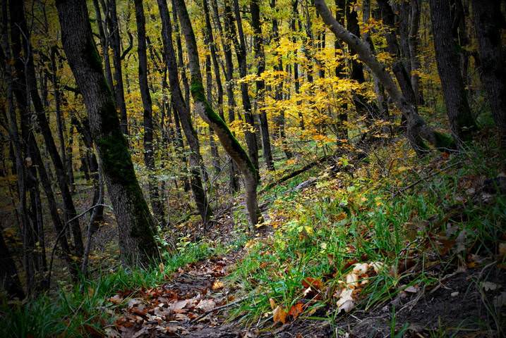 Осенний мотив
