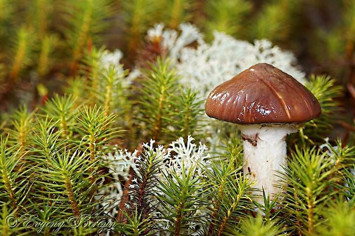 Маслёнок в антураже
