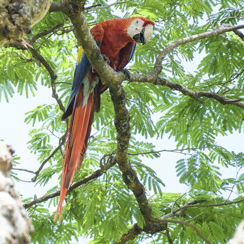 Scarlet macaw