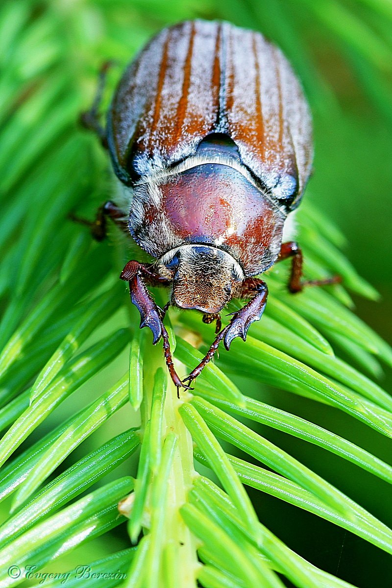 Самка майского жука (Melolontha melolontha)
