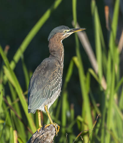 Green heron