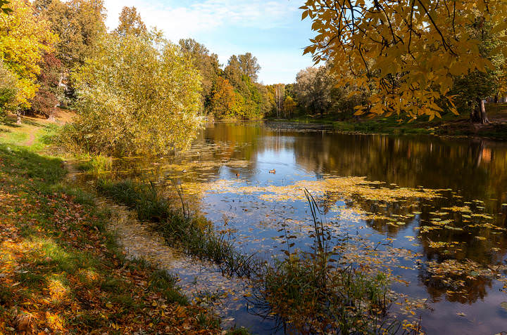 На осеннем городском пруду...