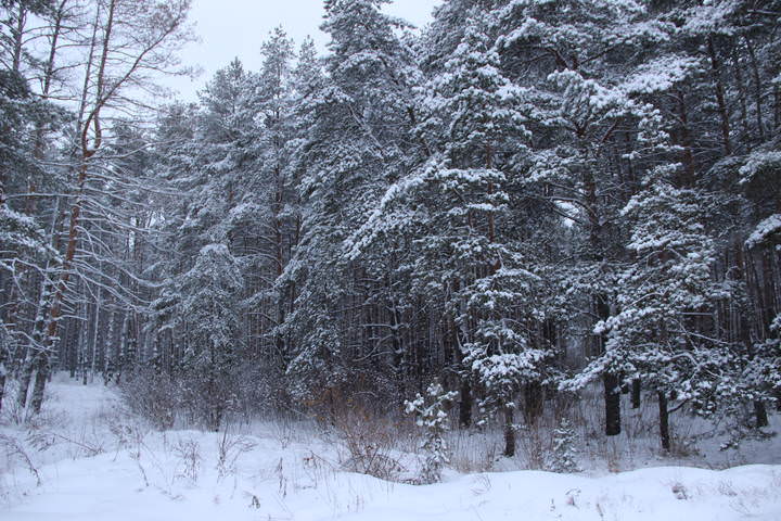 Снежок