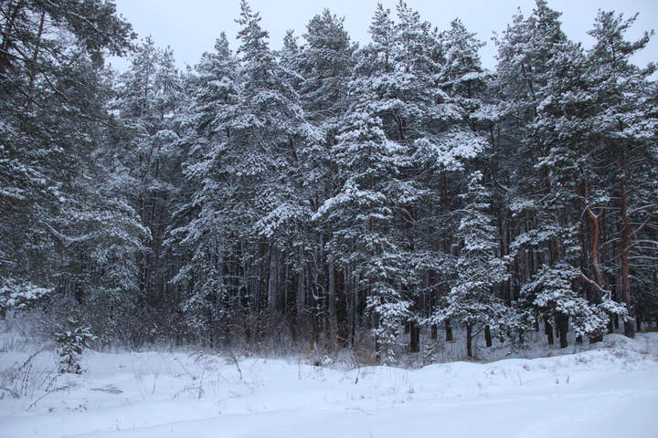 снежок