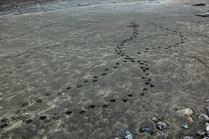 Графика отлива