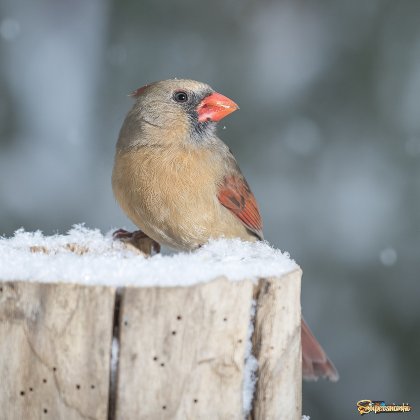 Northern Cardinal ~ Winter scene