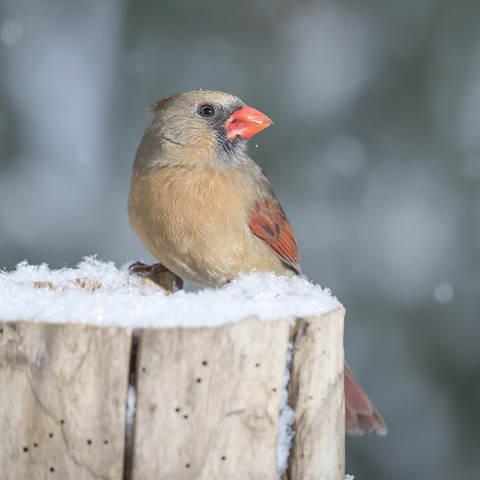 Northern Cardinal ~ Winter scene