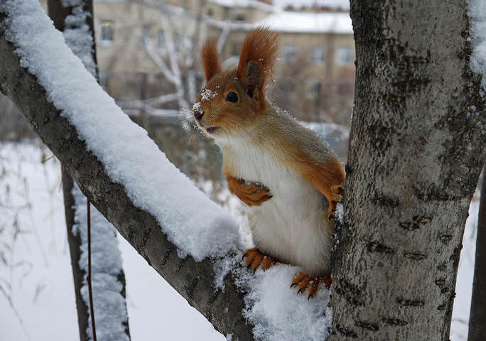 Из жизни белочек....:)
