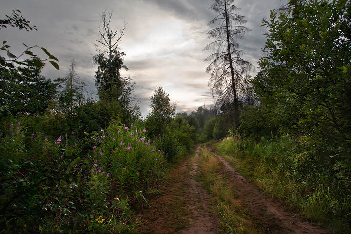 Синий лес
