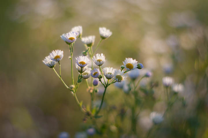 Вспоминая лето