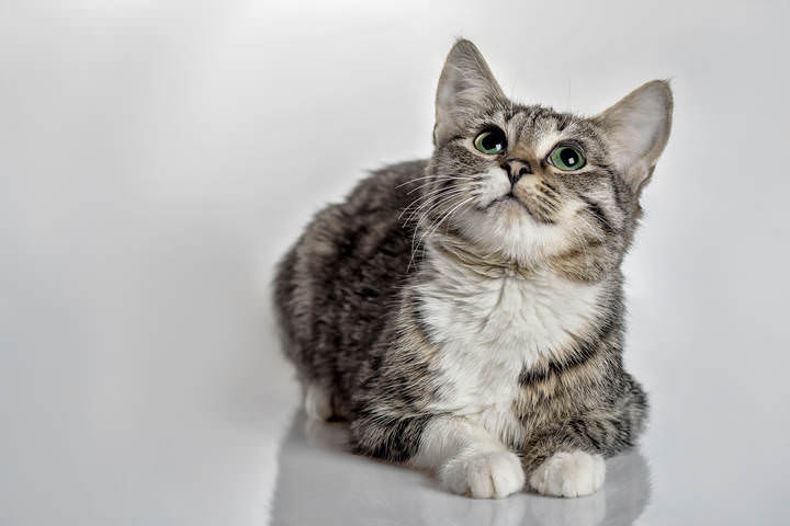 Котенок