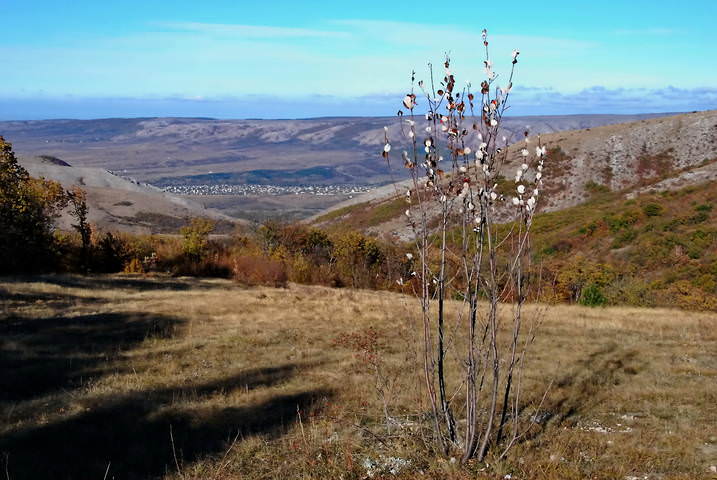 Хлопковое деревце