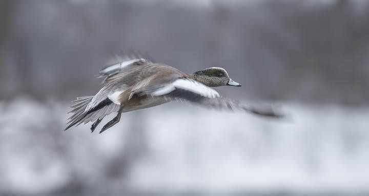 American Wigeon~Американская свиязь