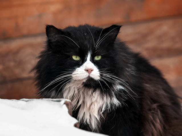 "КотЭ в законе" :)