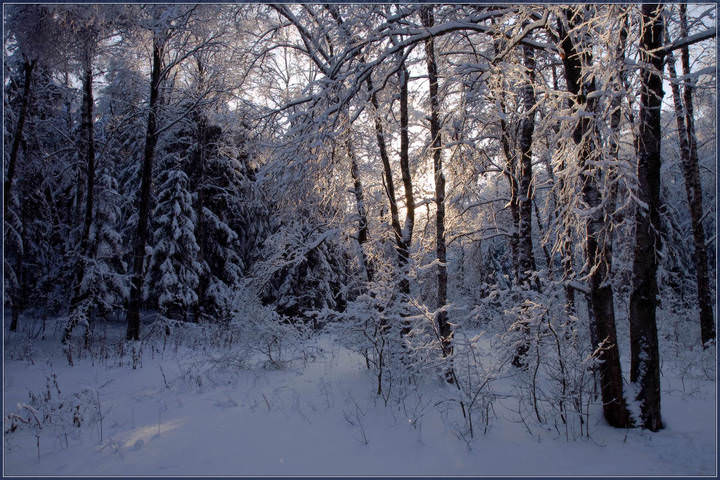 Зимний лес
