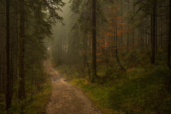 Осенний лес.