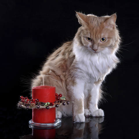 Кот