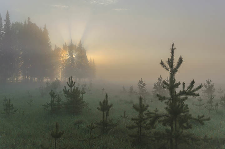 Туманное утро
