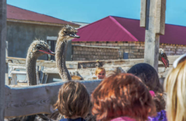 Подгляделки.