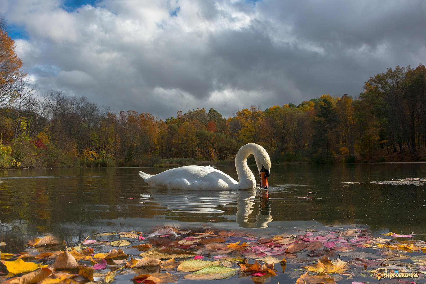 ...А белый лебедь на пруду, качает павшую листву...