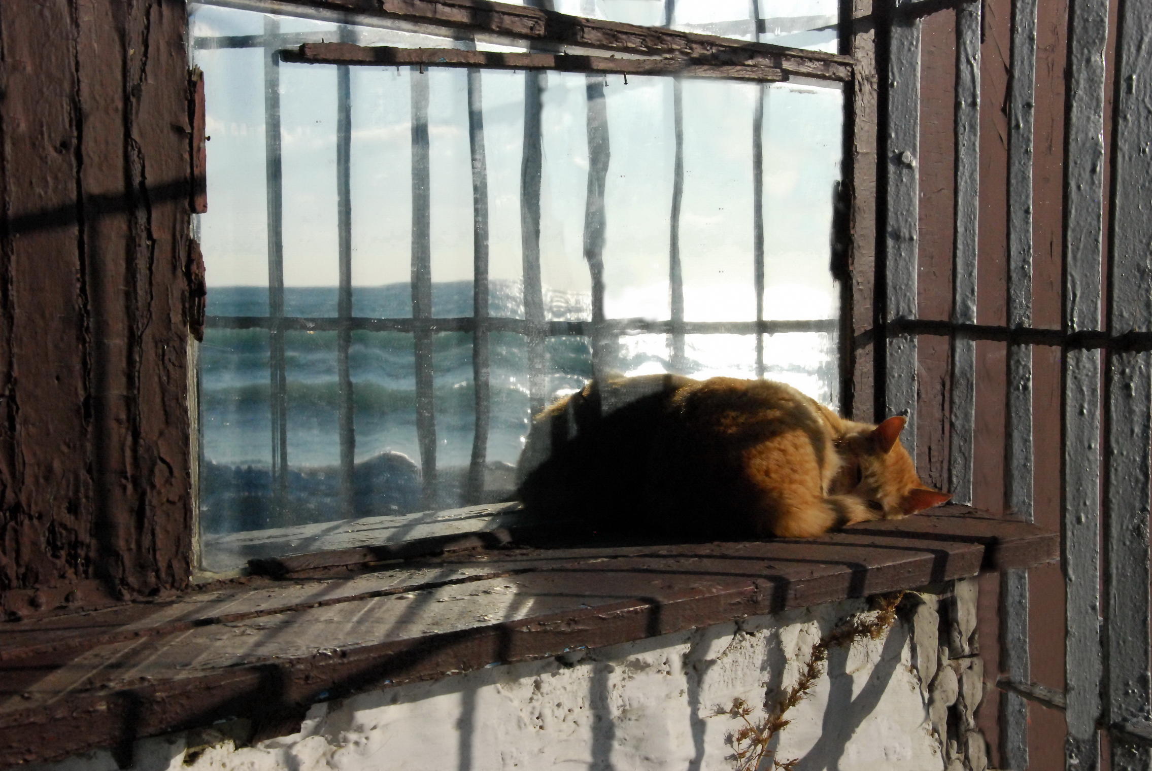 Кот на окне теплым осенним днем