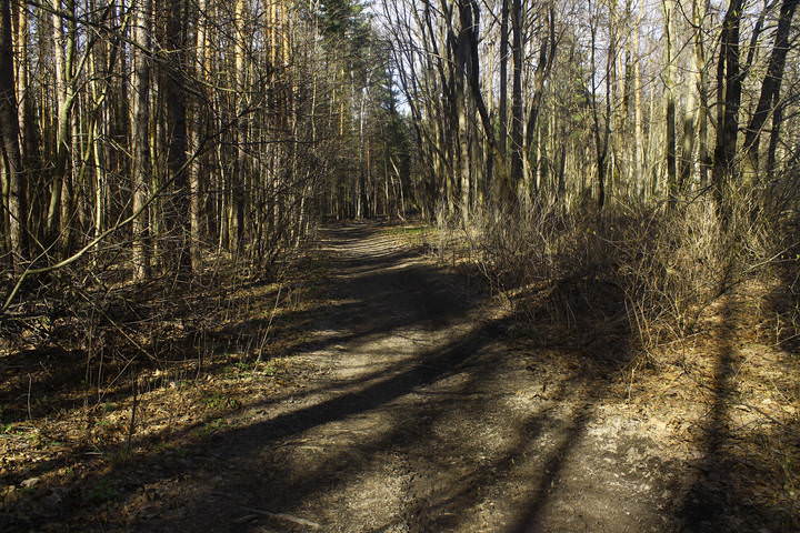 Весенний лес
