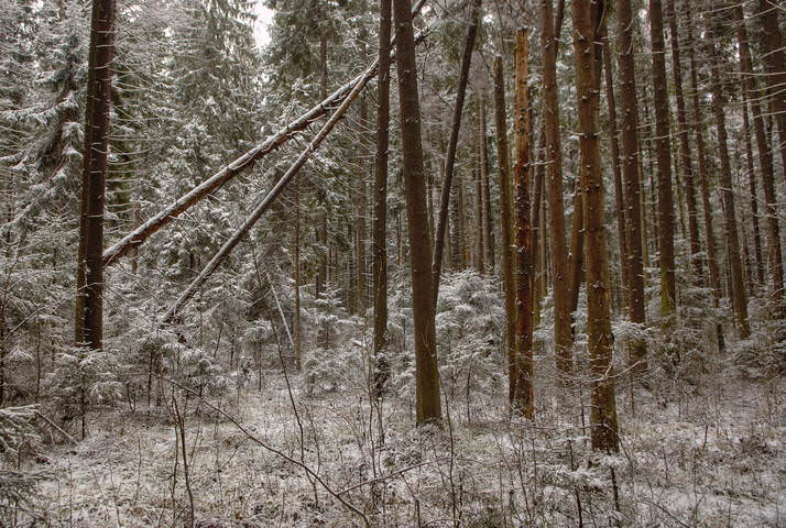 Пришла зима. Начало страданий. Эпизод 2 (2005)