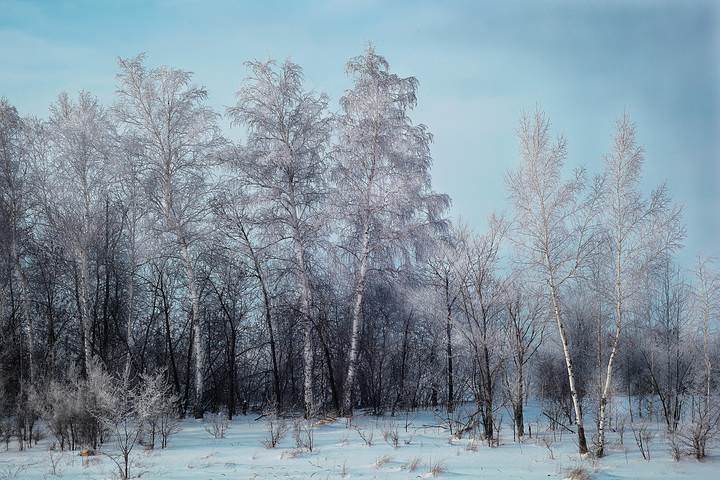 березки