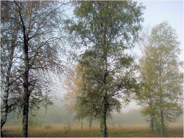 Мне снился сон*...
