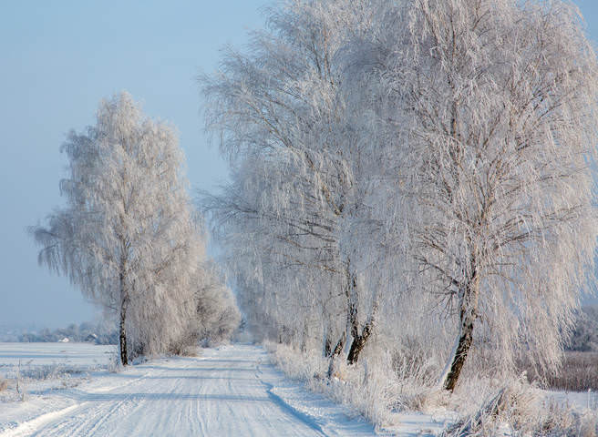 Утреннее серебро.