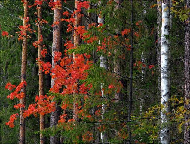 Осенние мотивы*...