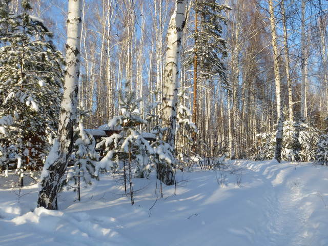 Зимне - берёзовые зарисовки