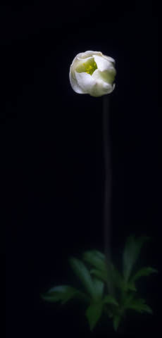 ***