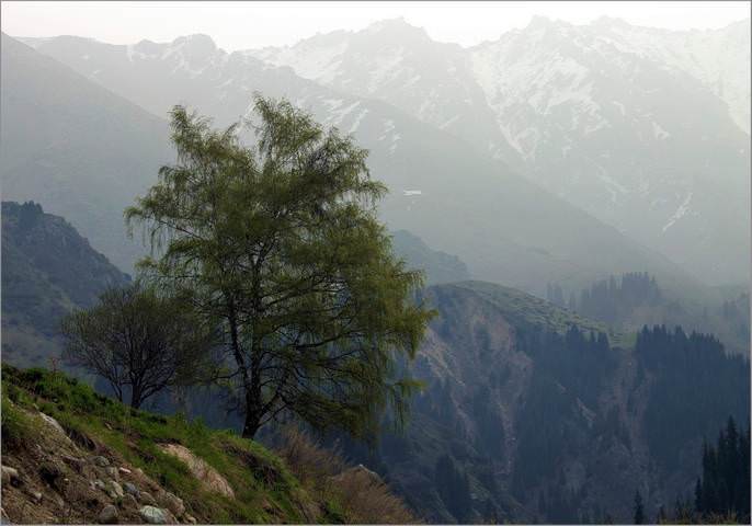 Берёзка.