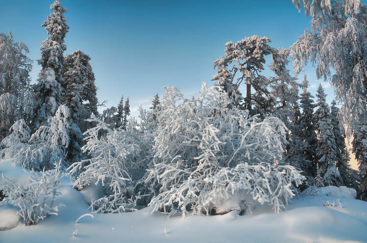 Замороженный лес