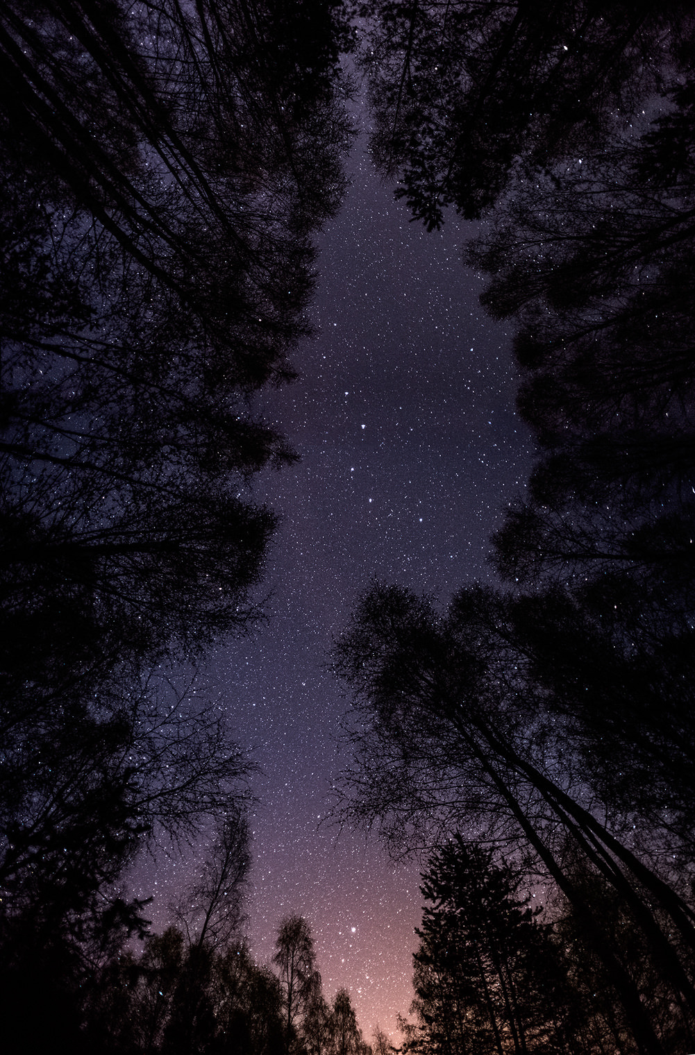 Ночь в майском лесу.
