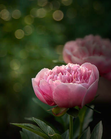 Etched Salmon