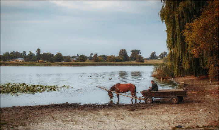 На водопой 