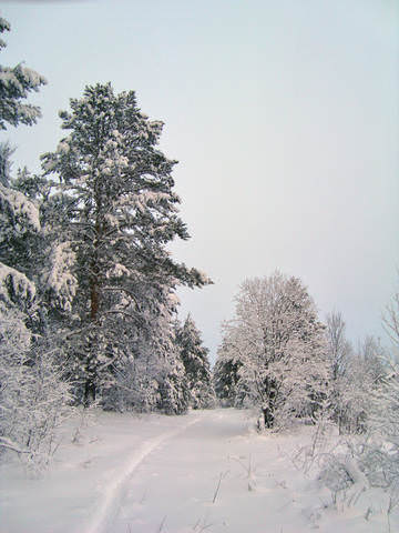 Лыжня.