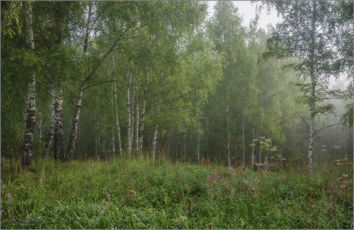Утро в лесу
