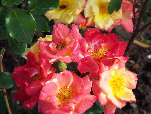 rosa