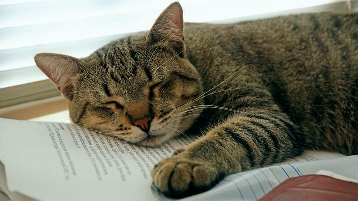 Котенька устал (Хатуль мадан)