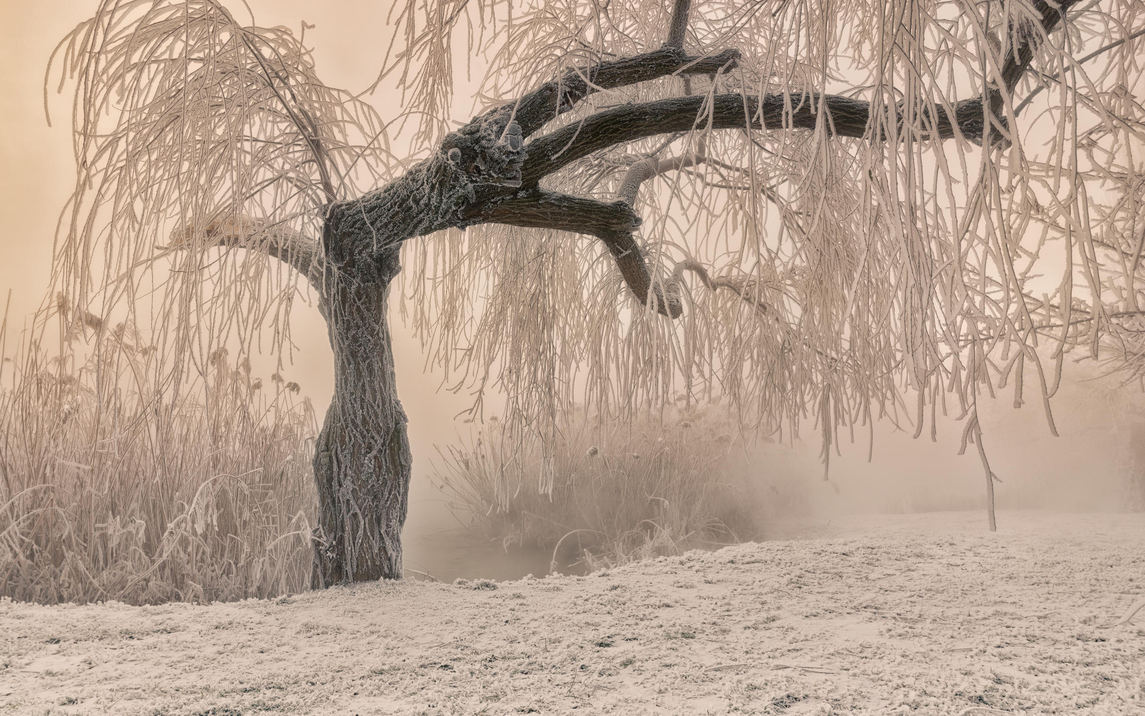 Сильный утренний мороз. Иней на деревьях. Деревья зимой в тумане. Зимний туман. Инопланетные деревья зимние.