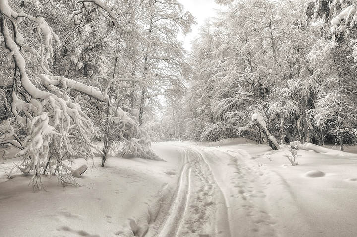 Черно-белый лес