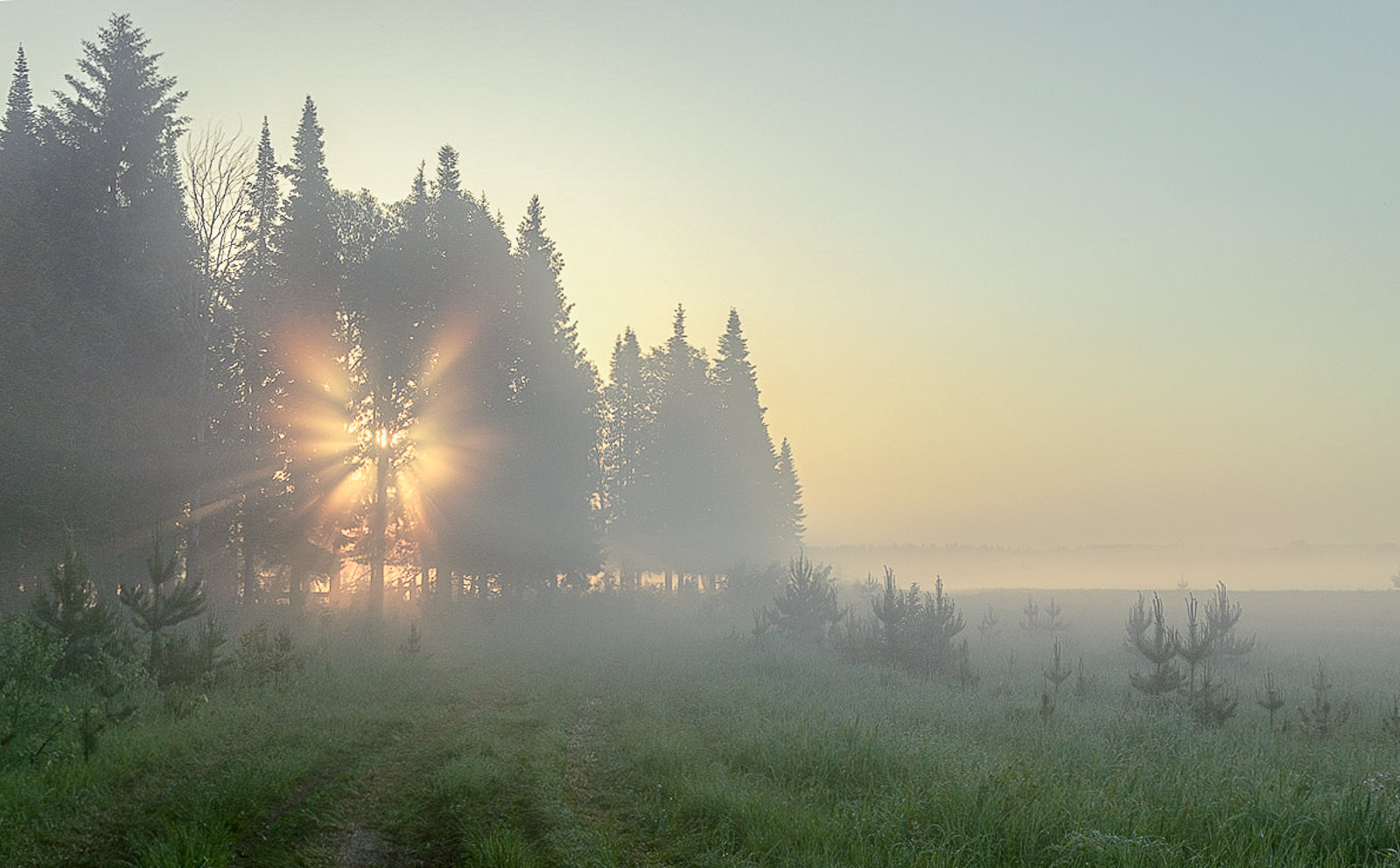 Летнее утро в Сибири