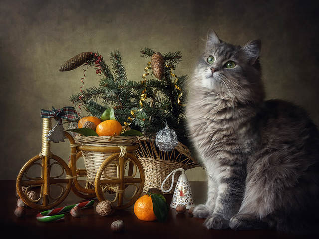 Калядные едут