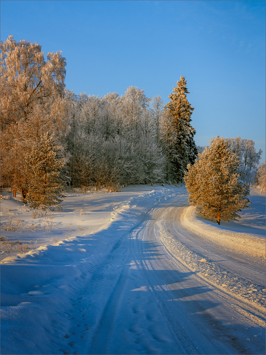 Дорога в зимний лес...