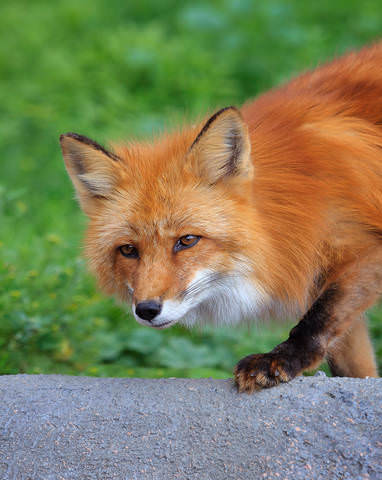"Огненный лис" ("Firefox")