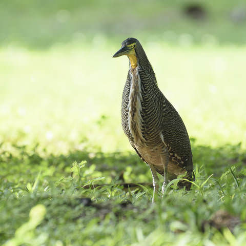 Bare-throated tiger heron