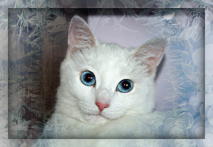 Снежная королева